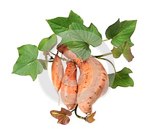 Potato harvest Ipomoea batatas,  dug out of the ground on an isolated