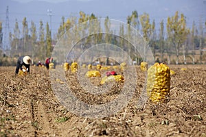 Potato harvest time, Lvliang, Shanxi, China photo