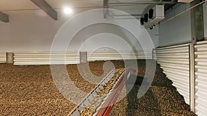 potato harvest in warehouse. storing potatoes. Potatoes storage in warehouse. potato raw materials.