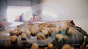 potato harvesting. sorting potatoes. close-up. Skilled workers, in gloves, sort and cull freshly picked potatoes, on