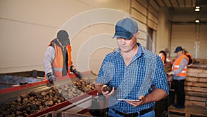 potato harvesting. sorting potatoes. farmer inspects quality of potato crop, using digital tablet. workers sort and cull