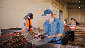 potato harvesting. sorting potatoes. farmer inspects quality of potato crop, using digital tablet. workers sort and cull