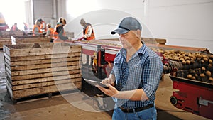 potato harvesting. sorting potatoes. farmer inspects quality of potato crop, using digital tablet. workers sort and cull