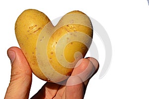 Potato heart or tuber of potato Solanum Tuberosum shaped like heart in fingers of left hand of adult male man, white background