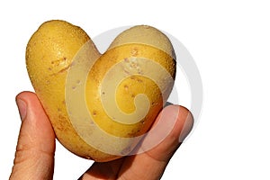 Potato heart or tuber of potato Solanum Tuberosum shaped like heart in fingers of left hand of adult male man, white background