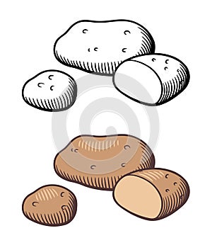 Potato illustration