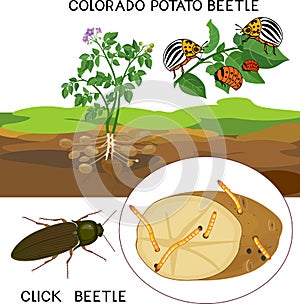 Potato insect pests. Colorado potato beetle Leptinotarsa decemlineata and click beetle wireworm isolated on white