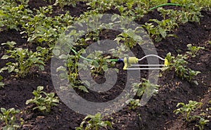 Potato irrigation watering system home gardening vegetable flower beds soil