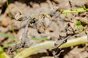 Potato late blight