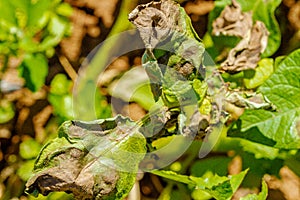 Potato late blight