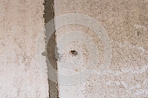 Potato leaf beetle on the wall