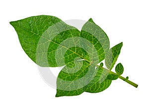Potato leaf