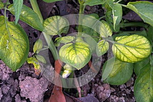 Potato leaves symtomp on minor and trace element defficiency