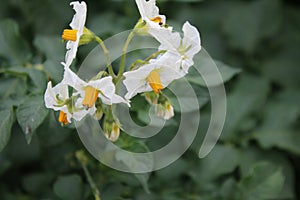 The potato macrophotography. Yellow stamen. White blossoms.