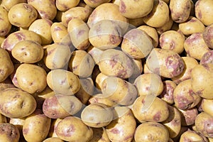 Potato in the market - Solanum tuberosum