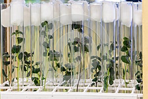 Potato meristem in vitro. Sprouts of an agricultural plant grown in vitro. photo