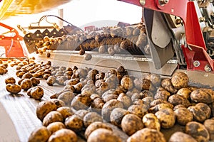 Potato packing factory