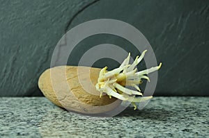 Potato with pale sprouting roots