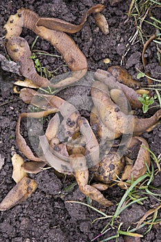 Potato peelings photo