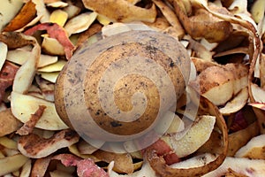 Potato with peelings photo