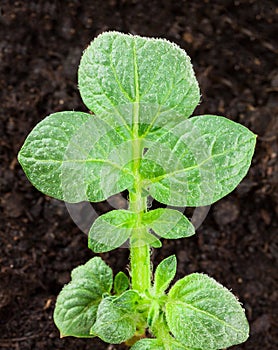 Potato plant