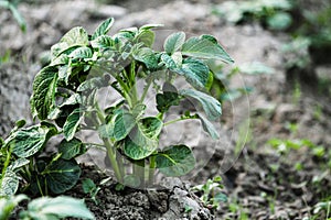 Potato Plant