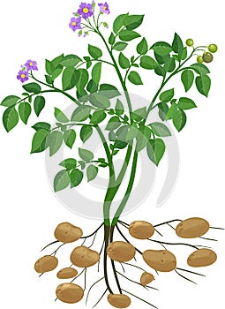 Potato plant
