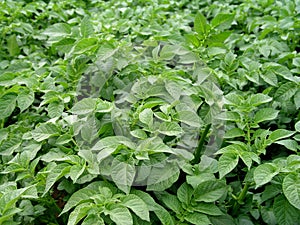 Potato plant