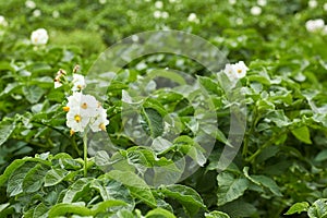 Potato plant blooming during vegetation with white flowers and young healthy growth in the field