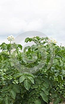 Potato plant blooming during vegetation with white flowers and young leaves in the field