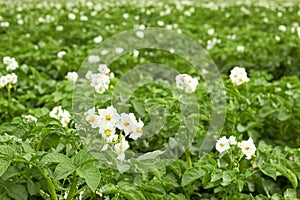 Potato plant blooming during vegetation with white flowers and young leaves in the field