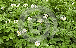 Potato plant blooming during vegetation with white flowers and young leaves in the field