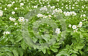 Potato plant blooming during vegetation with white flowers and young leaves in the field