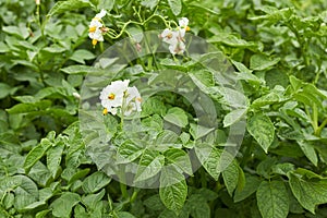 Potato plant blooming during vegetation with white flowers and young leaves in the field