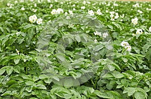 Potato plant blooming during vegetation with white flowers and young leaves in the field