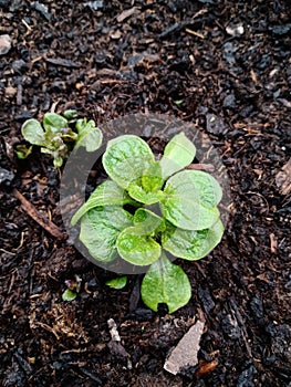 Potato plant in early stage of growth