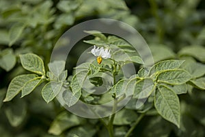 Potato plant in farmland production field