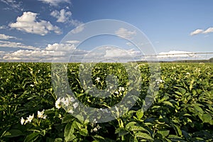 Potato plant flowers on sunny day, Midwest, USA photo