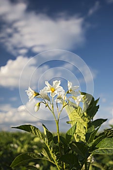 Potato plant flowers on sunny day, Midwest, USA photo