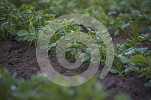 Potato plant in the garden - selective focus