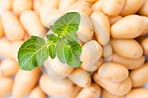 Potato plant growing on bulbs background