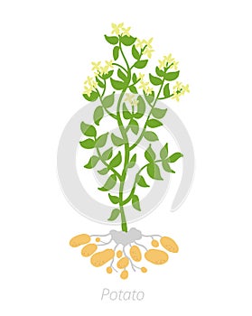 Potato plant. Growing plants. Solanum tuberosum. Agriculture cultivated plant. Green leaves. Flat vector color Illustration