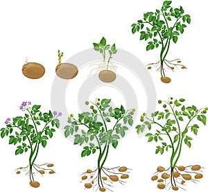 Potato plant growth cycle