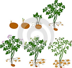 Potato plant growth cycle