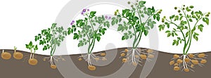 Potato plant growth cycle