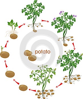 Potato plant growth cycle