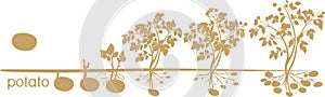 Potato plant growth cycle with silhouettes of plants