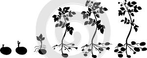 Potato plant growth cycle with silhouettes of plants