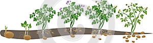 Potato plant growth cycle