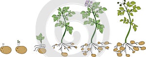 Potato plant growth cycle